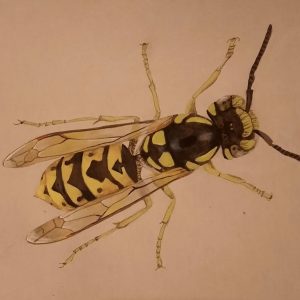 Cours de peinture aquarelle et encre botanique et naturaliste