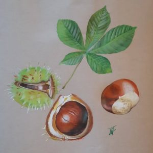 Cours d'encre de chine et aquarelle botanique et naturaliste