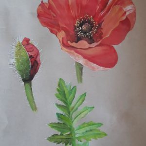 Peinture aquarelle botanique et naturaliste